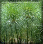 cyperus